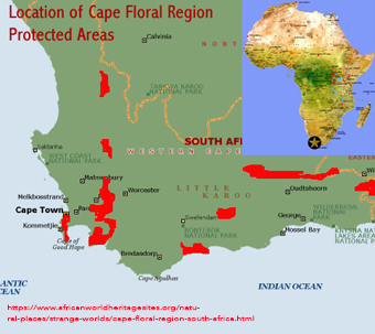 Cape Flora Region
