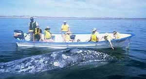 Baja whale