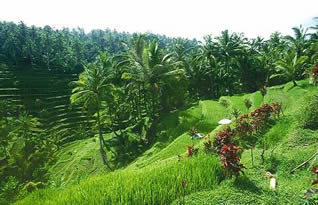Lush Balinese terraces