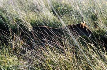 Lioness stalking prey just feet from our Land Rover