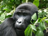 Uganda Primates Tour