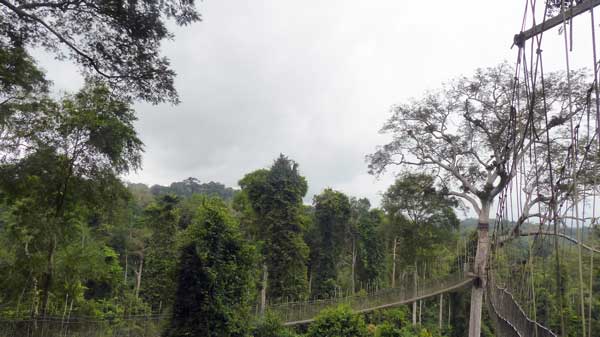 Suspension canopy walk in forest.